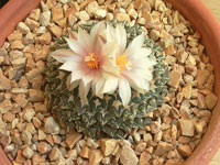 Ariocarpus kotschoubeyanus v. albiflorous